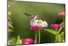 Ruby-throated hummingbird-Richard and Susan Day-Mounted Photographic Print