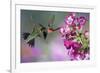 Ruby-Throated Hummingbirds at a Penstemon. Marion, Illinois, Usa-Richard ans Susan Day-Framed Photographic Print