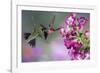 Ruby-Throated Hummingbirds at a Penstemon. Marion, Illinois, Usa-Richard ans Susan Day-Framed Photographic Print