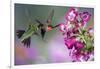 Ruby-Throated Hummingbirds at a Penstemon. Marion, Illinois, Usa-Richard ans Susan Day-Framed Photographic Print