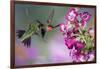 Ruby-Throated Hummingbirds at a Penstemon. Marion, Illinois, Usa-Richard ans Susan Day-Framed Photographic Print