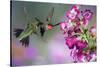 Ruby-Throated Hummingbirds at a Penstemon. Marion, Illinois, Usa-Richard ans Susan Day-Stretched Canvas