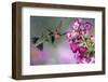 Ruby-Throated Hummingbirds at a Penstemon. Marion, Illinois, Usa-Richard ans Susan Day-Framed Photographic Print