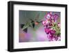 Ruby-Throated Hummingbirds at a Penstemon. Marion, Illinois, Usa-Richard ans Susan Day-Framed Photographic Print