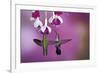 Ruby-Throated Hummingbirds Females at Hybrid Fuchsia, Shelby County, Illinois-Richard and Susan Day-Framed Photographic Print