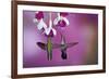 Ruby-Throated Hummingbirds Females at Hybrid Fuchsia, Shelby County, Illinois-Richard and Susan Day-Framed Photographic Print