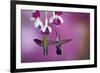 Ruby-Throated Hummingbirds Females at Hybrid Fuchsia, Shelby County, Illinois-Richard and Susan Day-Framed Photographic Print