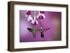 Ruby-Throated Hummingbirds Females at Hybrid Fuchsia, Shelby County, Illinois-Richard and Susan Day-Framed Photographic Print