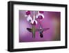 Ruby-Throated Hummingbirds Females at Hybrid Fuchsia, Shelby County, Illinois-Richard and Susan Day-Framed Photographic Print