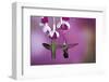 Ruby-Throated Hummingbirds Females at Hybrid Fuchsia, Shelby County, Illinois-Richard and Susan Day-Framed Photographic Print