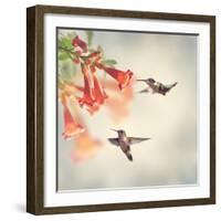 Ruby Throated Hummingbirds Hover over Trumpet Vine-Svetlana Foote-Framed Photographic Print