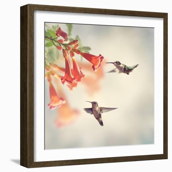 Ruby Throated Hummingbirds Hover over Trumpet Vine-Svetlana Foote-Framed Photographic Print