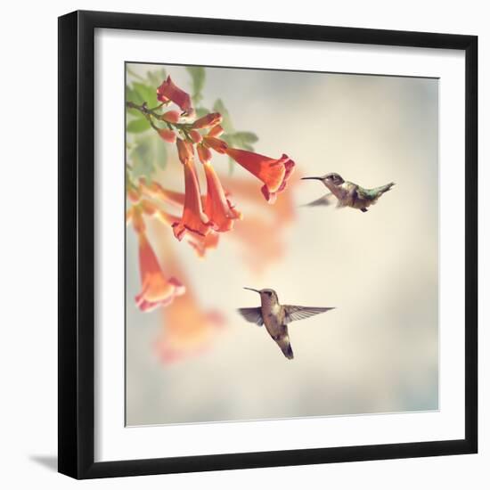 Ruby Throated Hummingbirds Hover over Trumpet Vine-Svetlana Foote-Framed Photographic Print