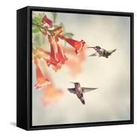 Ruby Throated Hummingbirds Hover over Trumpet Vine-Svetlana Foote-Framed Stretched Canvas