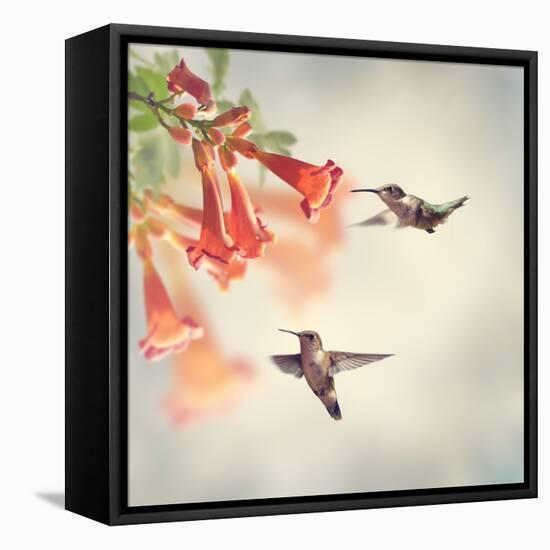 Ruby Throated Hummingbirds Hover over Trumpet Vine-Svetlana Foote-Framed Stretched Canvas