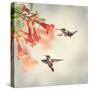 Ruby Throated Hummingbirds Hover over Trumpet Vine-Svetlana Foote-Stretched Canvas