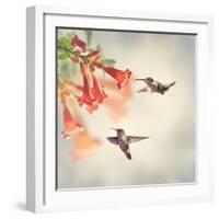 Ruby Throated Hummingbirds Hover over Trumpet Vine-Svetlana Foote-Framed Photographic Print