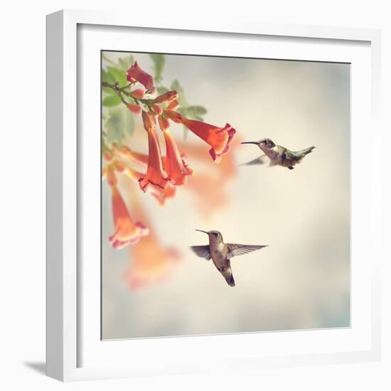 Ruby Throated Hummingbirds Hover over Trumpet Vine-Svetlana Foote-Framed Photographic Print