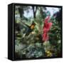 Ruby Topaz Hummingbird (Chrysolampis Mosquitus) Male Digital Composite, Trinidad-Kim Taylor-Framed Stretched Canvas