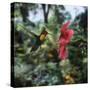 Ruby Topaz Hummingbird (Chrysolampis Mosquitus) Male Digital Composite, Trinidad-Kim Taylor-Stretched Canvas