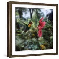 Ruby Topaz Hummingbird (Chrysolampis Mosquitus) Male Digital Composite, Trinidad-Kim Taylor-Framed Photographic Print