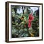 Ruby Topaz Hummingbird (Chrysolampis Mosquitus) Male Digital Composite, Trinidad-Kim Taylor-Framed Photographic Print