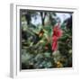 Ruby Topaz Hummingbird (Chrysolampis Mosquitus) Male Digital Composite, Trinidad-Kim Taylor-Framed Photographic Print