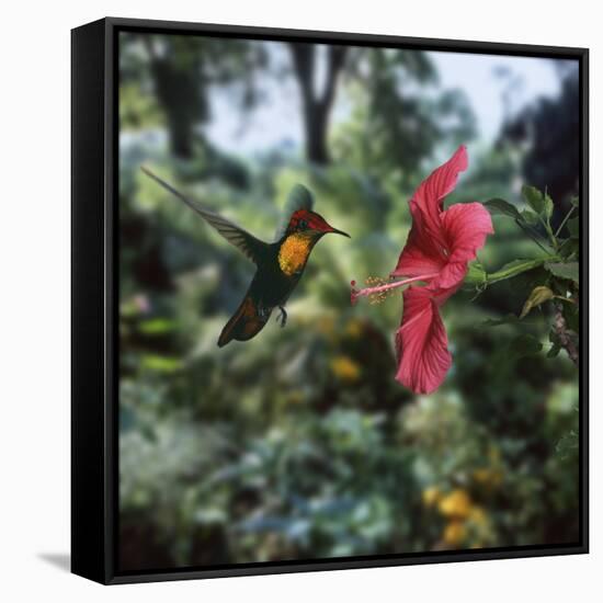 Ruby Topaz Hummingbird (Chrysolampis Mosquitus) Male Digital Composite, Trinidad-Kim Taylor-Framed Stretched Canvas
