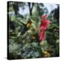 Ruby Topaz Hummingbird (Chrysolampis Mosquitus) Male Digital Composite, Trinidad-Kim Taylor-Stretched Canvas