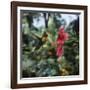 Ruby Topaz Hummingbird (Chrysolampis Mosquitus) Male Digital Composite, Trinidad-Kim Taylor-Framed Photographic Print