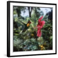 Ruby Topaz Hummingbird (Chrysolampis Mosquitus) Male Digital Composite, Trinidad-Kim Taylor-Framed Photographic Print