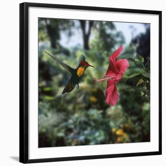 Ruby Topaz Hummingbird (Chrysolampis Mosquitus) Male Digital Composite, Trinidad-Kim Taylor-Framed Photographic Print