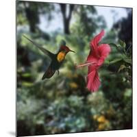 Ruby Topaz Hummingbird (Chrysolampis Mosquitus) Male Digital Composite, Trinidad-Kim Taylor-Mounted Photographic Print