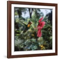 Ruby Topaz Hummingbird (Chrysolampis Mosquitus) Male Digital Composite, Trinidad-Kim Taylor-Framed Photographic Print