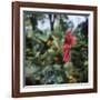 Ruby Topaz Hummingbird (Chrysolampis Mosquitus) Male Digital Composite, Trinidad-Kim Taylor-Framed Photographic Print