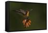 Ruby Topaz Hummingbird-Ken Archer-Framed Stretched Canvas