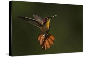 Ruby Topaz Hummingbird-Ken Archer-Stretched Canvas