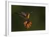 Ruby Topaz Hummingbird-Ken Archer-Framed Photographic Print