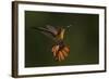 Ruby Topaz Hummingbird-Ken Archer-Framed Photographic Print