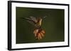 Ruby Topaz Hummingbird-Ken Archer-Framed Photographic Print