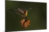 Ruby Topaz Hummingbird-Ken Archer-Mounted Photographic Print