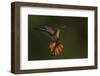 Ruby Topaz Hummingbird-Ken Archer-Framed Photographic Print