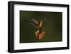 Ruby Topaz Hummingbird-Ken Archer-Framed Photographic Print