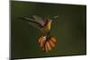 Ruby Topaz Hummingbird-Ken Archer-Mounted Photographic Print