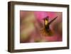 Ruby Topaz Hummingbird-Ken Archer-Framed Photographic Print