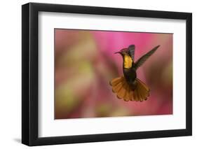 Ruby Topaz Hummingbird-Ken Archer-Framed Photographic Print