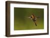 Ruby Topaz Hummingbird-Ken Archer-Framed Photographic Print