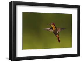 Ruby Topaz Hummingbird-Ken Archer-Framed Photographic Print