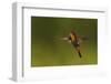 Ruby Topaz Hummingbird-Ken Archer-Framed Photographic Print