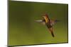 Ruby Topaz Hummingbird-Ken Archer-Mounted Photographic Print